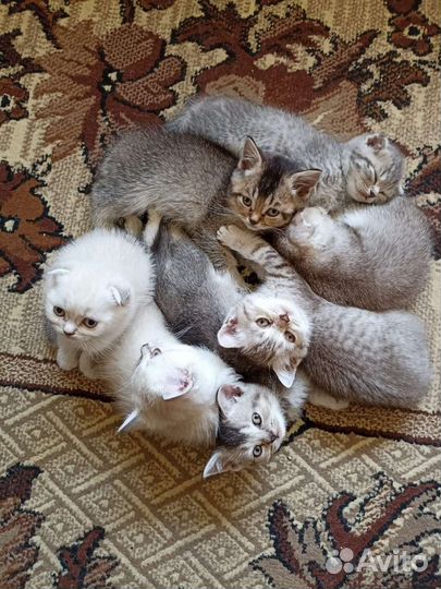 Шотландская порода