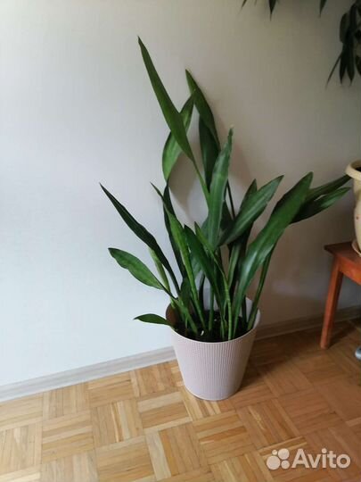 Сансевиерия сортовая, весь горшок