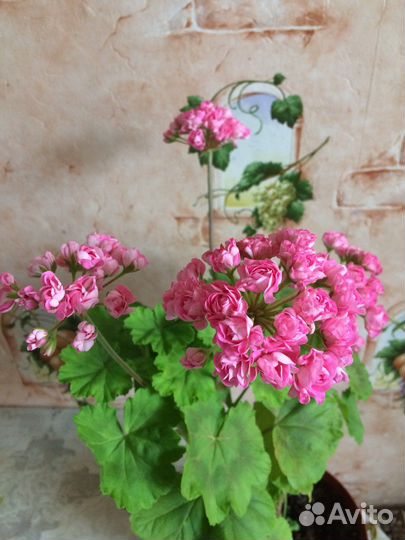 Сортовая герань