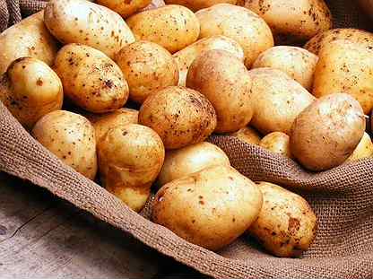 Семена картофеля астрахань семена калашников