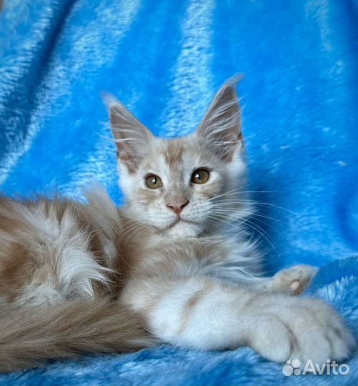 Котята мейн-кун