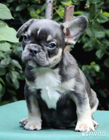 Французский бульдог мальчики