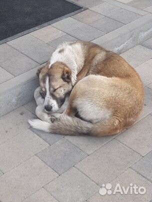 Собака алабай