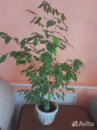 Фикус бенджамина