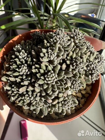 Суккуленты