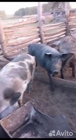 Свиноматки и самец ландрас