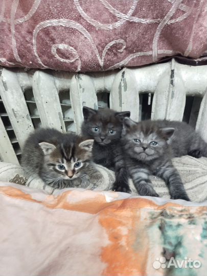 Кошки