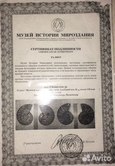 Аммонит (Cleoniceras), отполированный