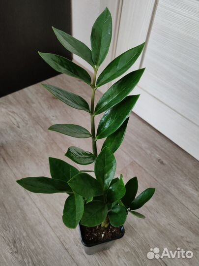 Замиокулькас