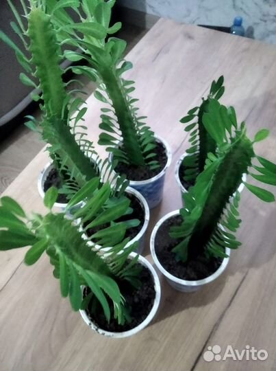 Кактус молочай