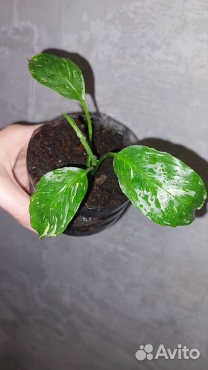 Спатифиллум джемини