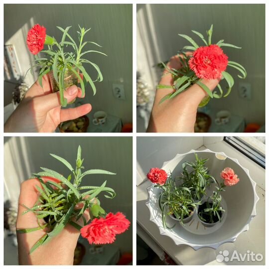 Гвоздика декоративная