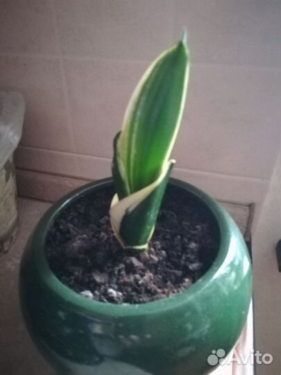 Сансевиерия ханни голд