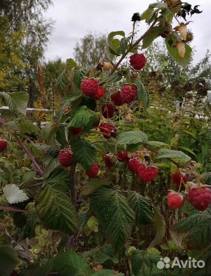 Саженцы малины