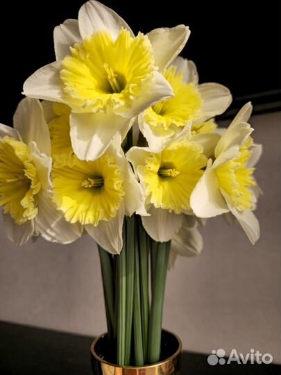 Ассорти нарциссов