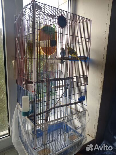 Волнистые попугайчики