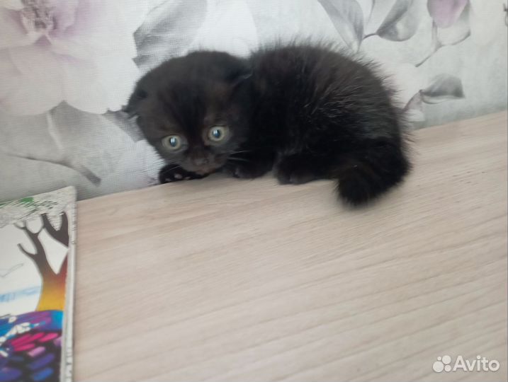 Шотландский котенок