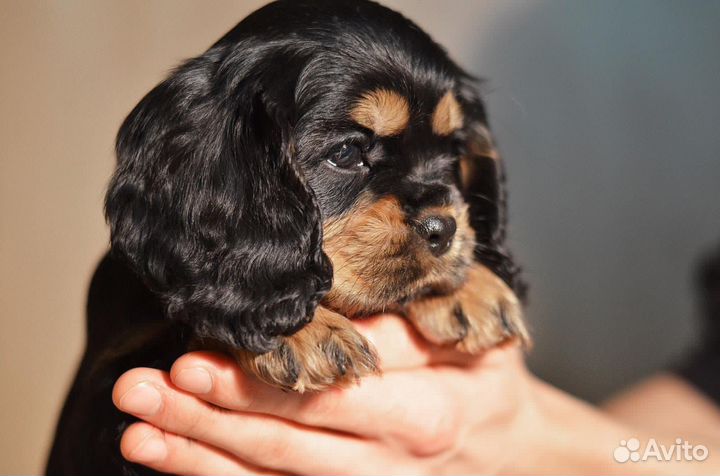 Кавалер кинг чарльз спаниель