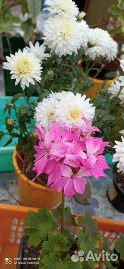 Бегонии королевские