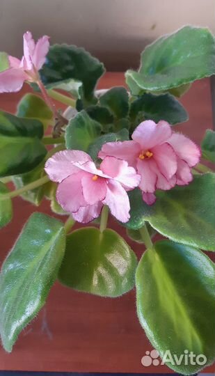 Фиалка с цветом