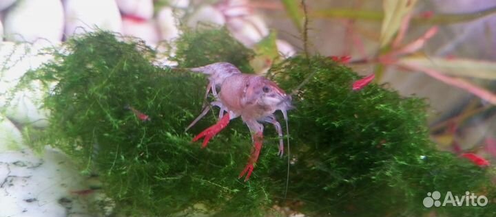 Раки белые красные разноцветные редкие виды