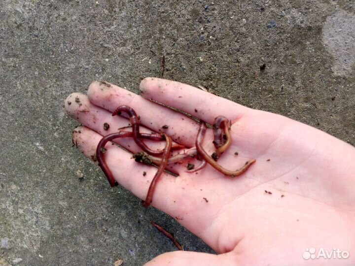 Калифорнийские черви