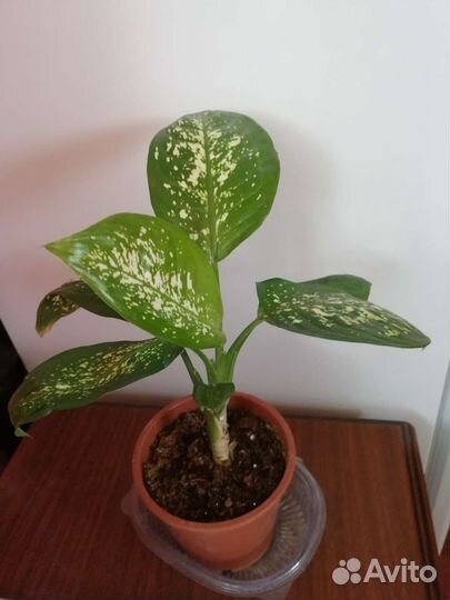 Диффенбахия