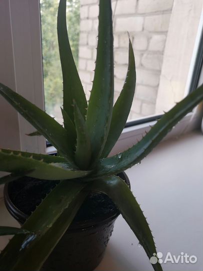 Алоэ лечебный