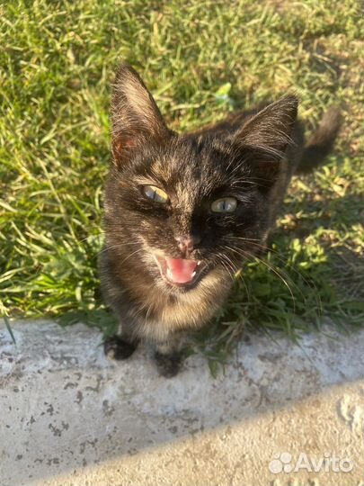 Отдам котенка в хорошие руки, девочка, 4 месяца