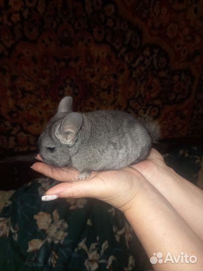 Шиншилла