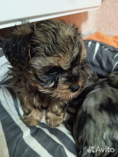 Маленькая собака