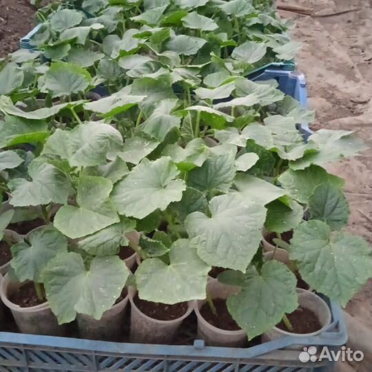 Рассада огурцов