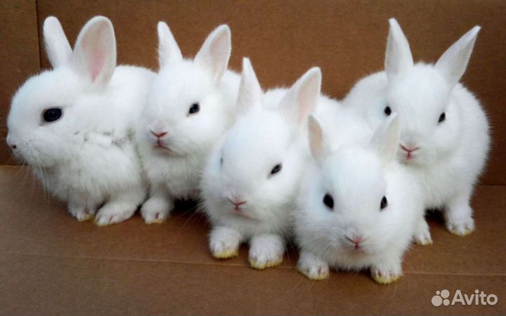 Кролики разные