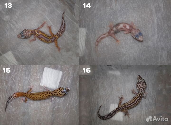 Ящерицы Гекконы Эублефары