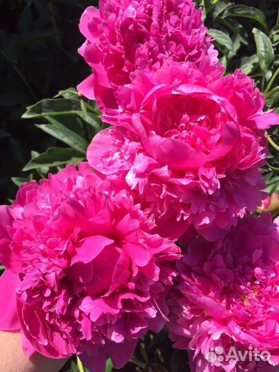 Сортовые пионы