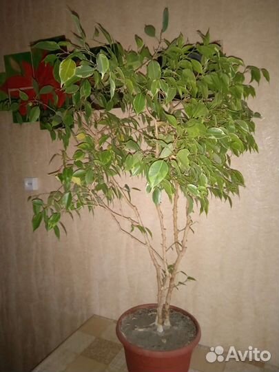 Фикус бенджамина, молочай, Замиокулькас, бегония