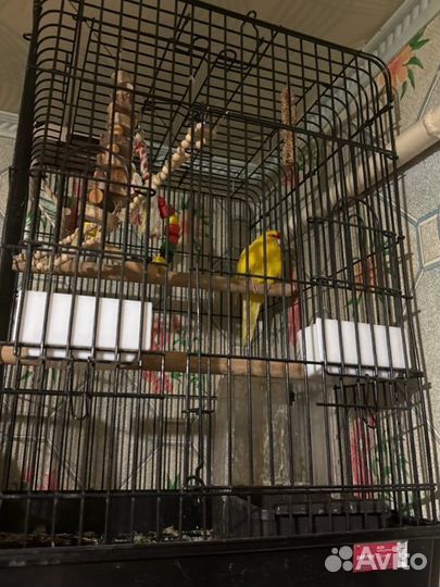 Попугай какарик