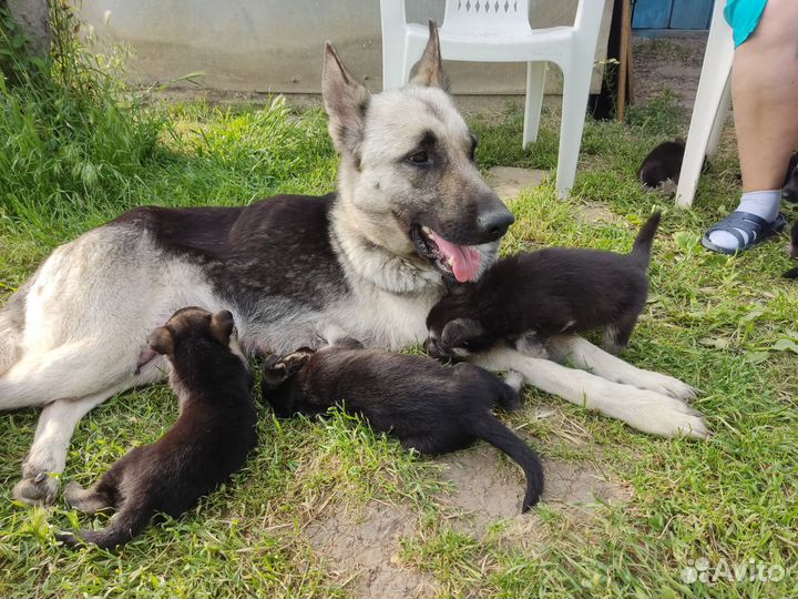 Щенки восточноевропейской овчарки
