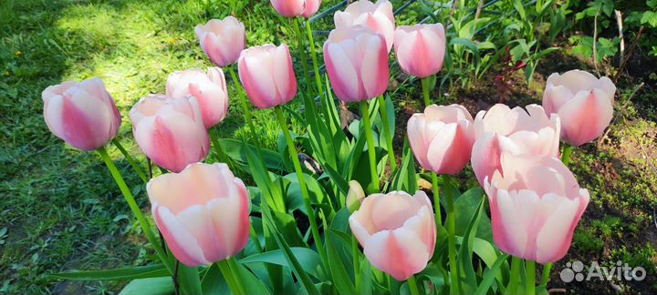 Тюльпаны на срез