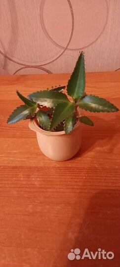 Каланхоэ домашний доктор