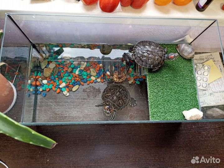 Террариум для красноухой черепахи
