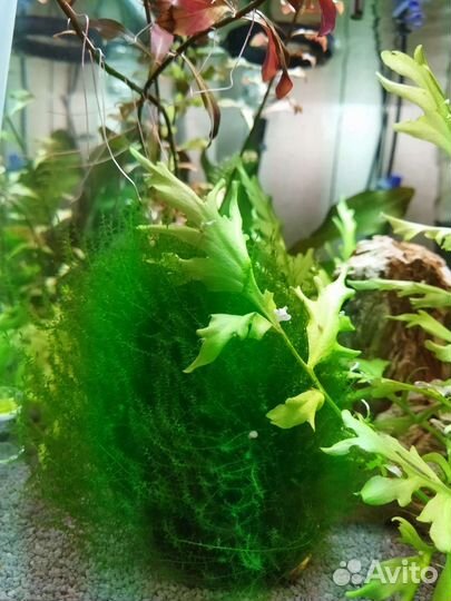 Аквариумное растение