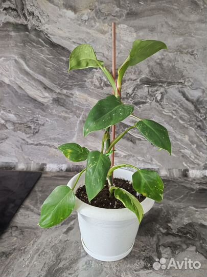 Филодендрон