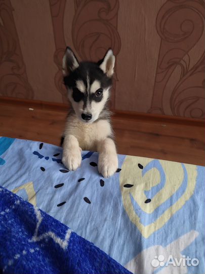 Сибирский хаски