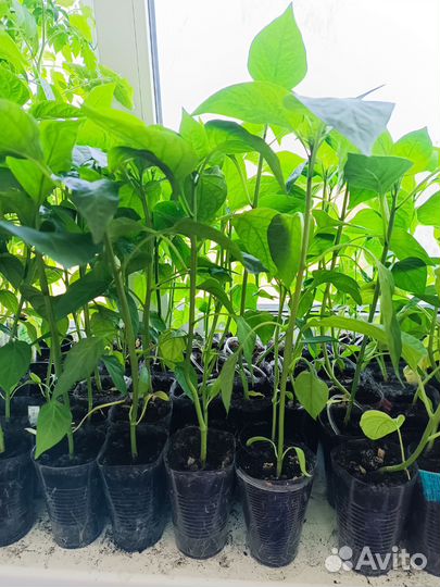 Рассада помидор, перцев, баклажанов