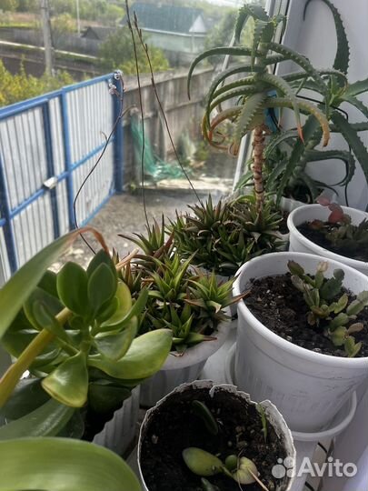 Комнатные цветы