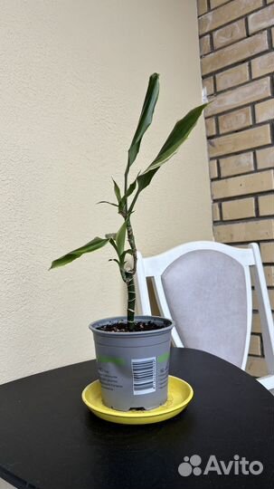 Замиокулькас, драцена, комнатные растения