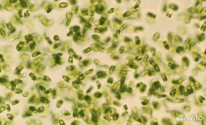 Тетраселмис