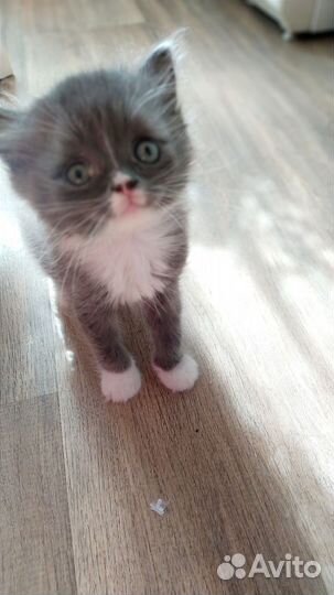 Котята в дар