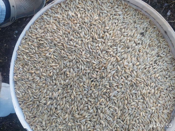 Продам ячмень